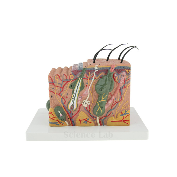 Human Skin Section Model
